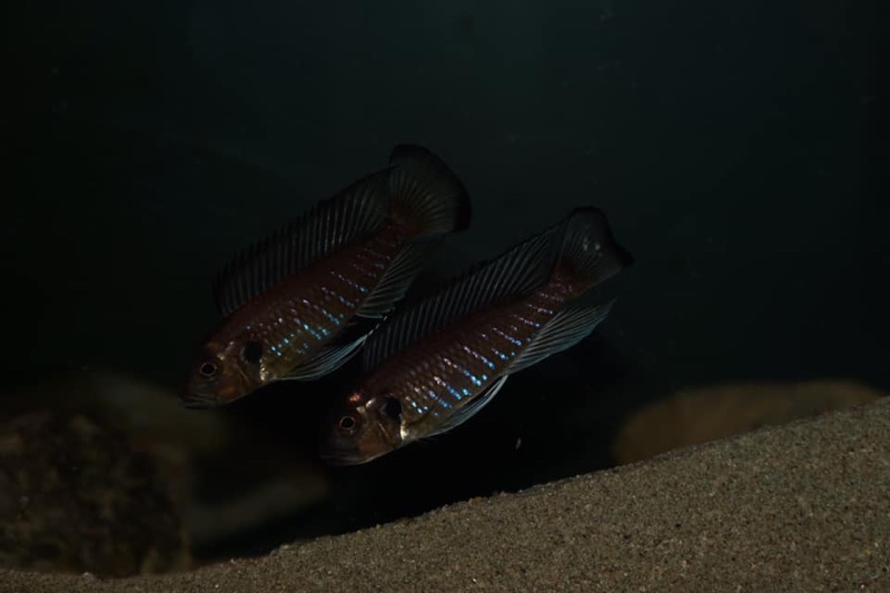 Triglachromis otostigma